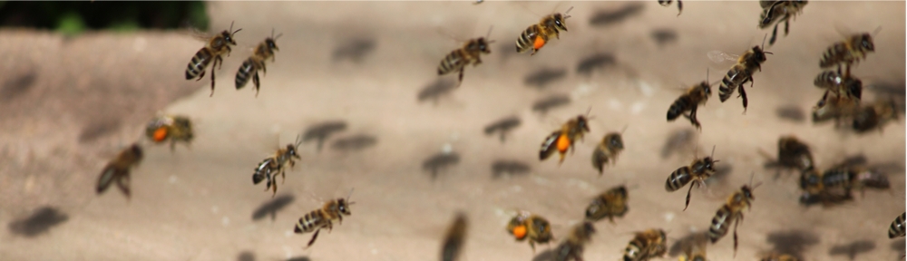 Eifel-Bienen